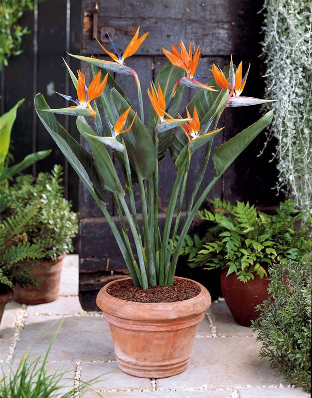 Plantes d'oiseaux de paradis