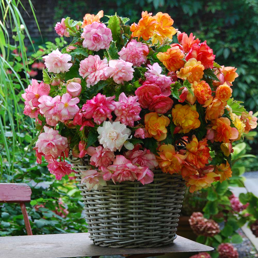 bégonia rouge dans un pot en osier