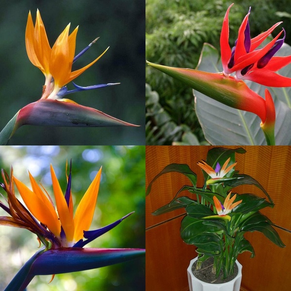 Plantes d'oiseaux de paradis