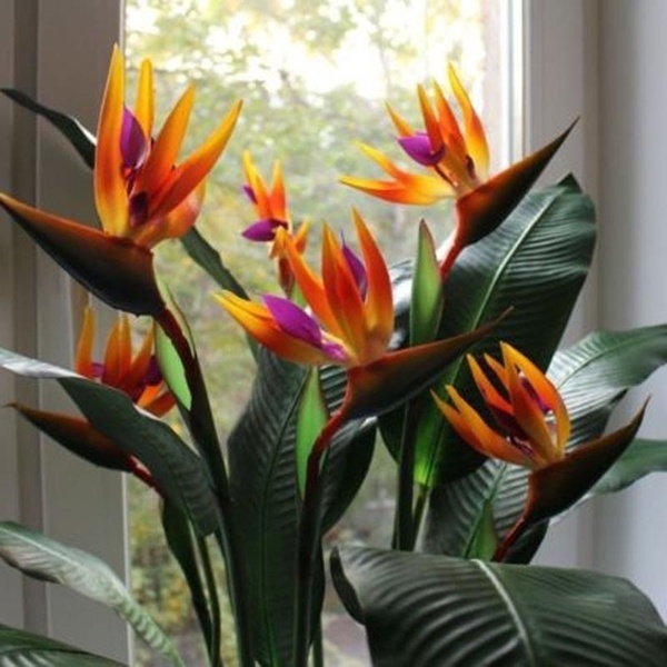 Plantes d'oiseaux de paradis