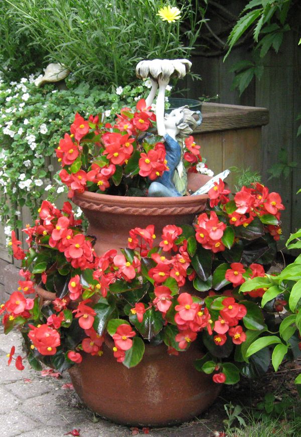 bégonia rouge en pot de fontaine