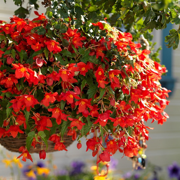 bégonia rouge en pot suspendu