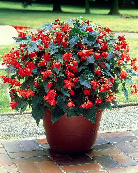 bégonia rouge dans un pot sur la véranda