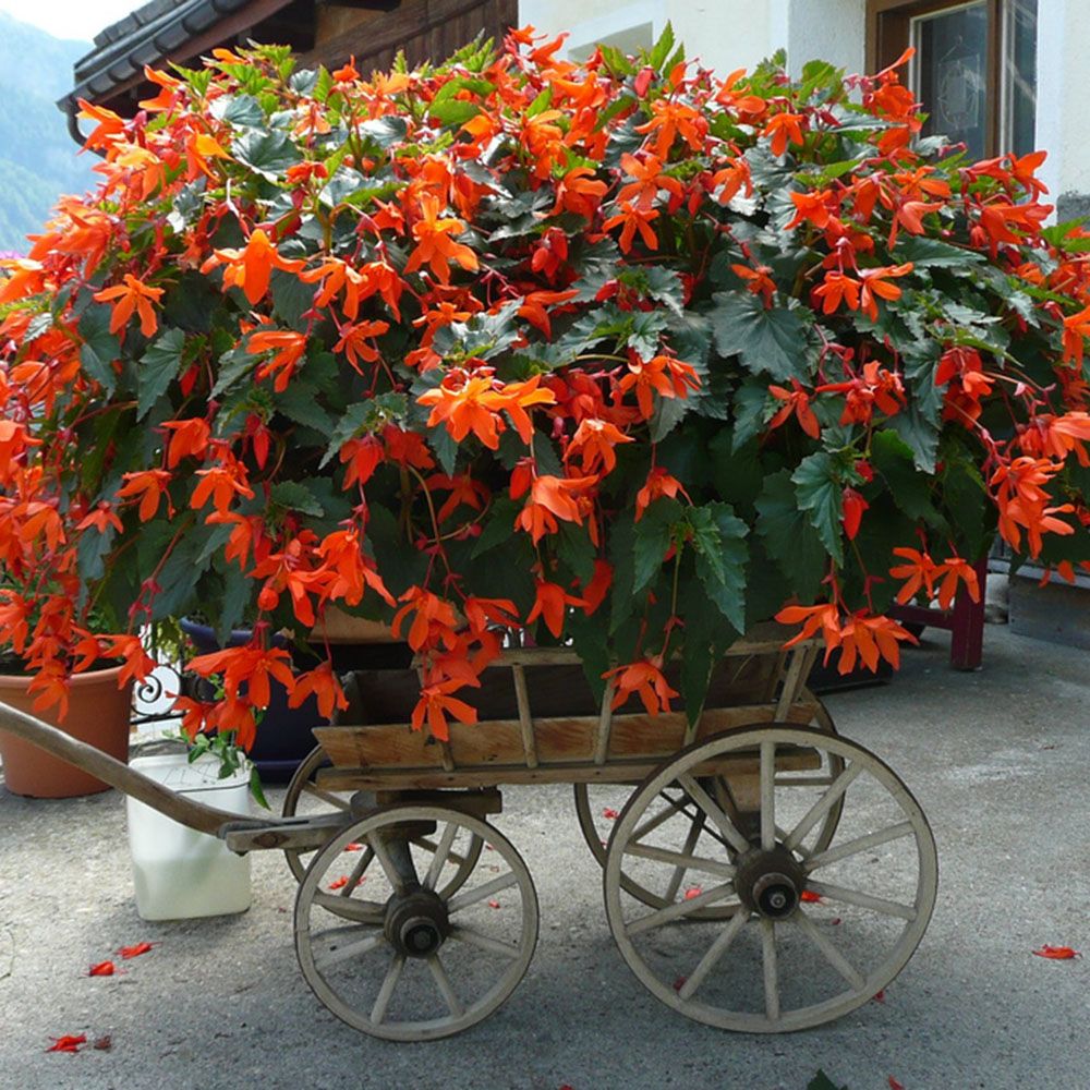 bégonia rouge dans un chariot