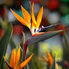 Plantes d'oiseaux de paradis