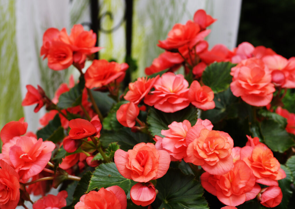 bégonia rouge dans un pot dans le jardin