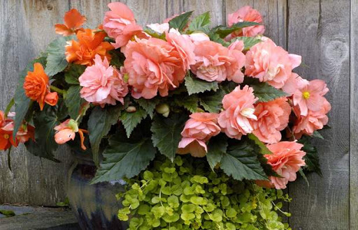bégonia rouge dans un pot dans le jardin