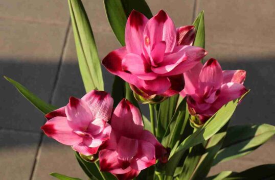 Cultiver le curcuma à l'intérieur